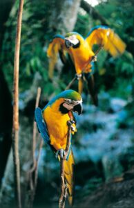 Reserva Nacional Tambopata Lick de Argila de Guacamayos (collpa Chuncho)